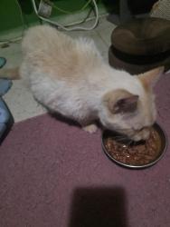 Reunited Male Cat last seen Gaylord Dr and Warrington Rd, Akron, OH 44320
