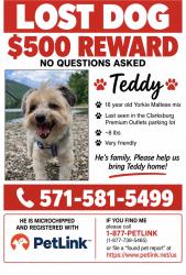 Lost Male Dog last seen Clarksburg Premium Outlet Parking Lot, Clarksburg, MD 20871