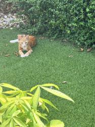 Reunited Female Cat last seen 276th st, Homestead, FL 33031