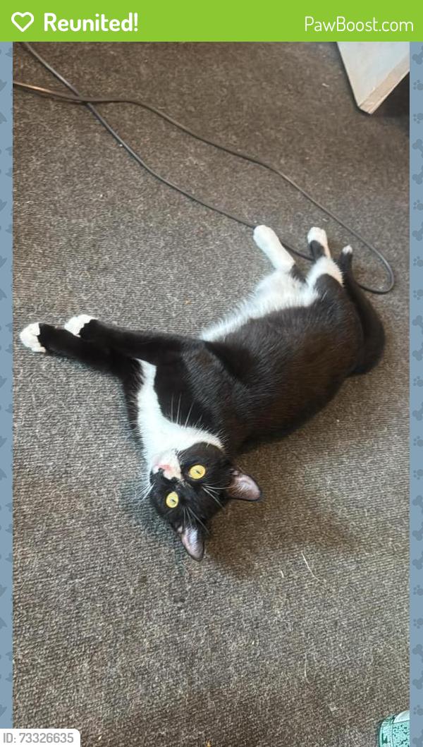 Reunited Female Cat last seen Norwich, Norfolk, England NR2 4JN