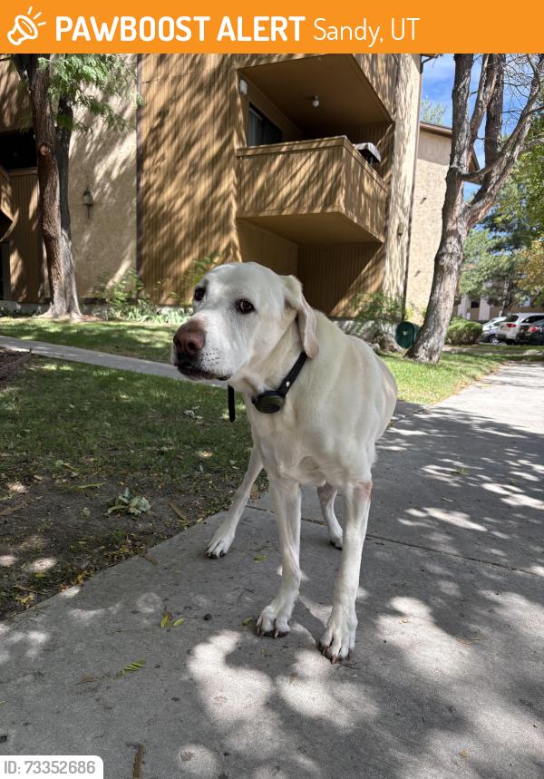 Found/Stray Male Dog last seen Near south 700 west sandy ut, Sandy, UT 84070