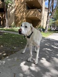Found/Stray Male Dog last seen Near south 700 west sandy ut, Sandy, UT 84070