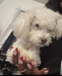 Reunited Female Dog last seen Dinwiddie, Portsmouth, VA 23704