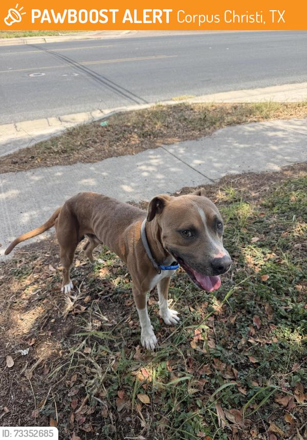 Found/Stray Male Dog last seen apmt across the street, Corpus Christi, TX 78415