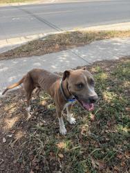 Found/Stray Male Dog last seen apmt across the street, Corpus Christi, TX 78415
