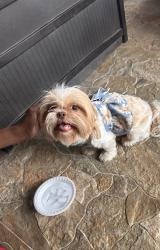 Reunited Female Dog last seen Hardisty/ copper, Arlington, TX 76001