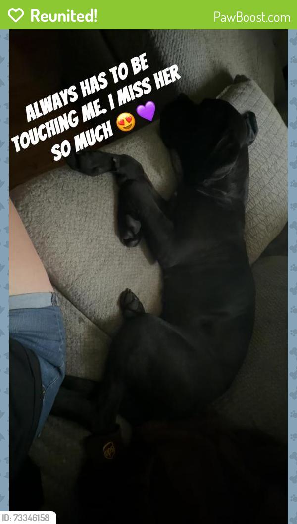 Reunited Female Dog last seen Middle rd and 14th st, Bettendorf, IA 52722