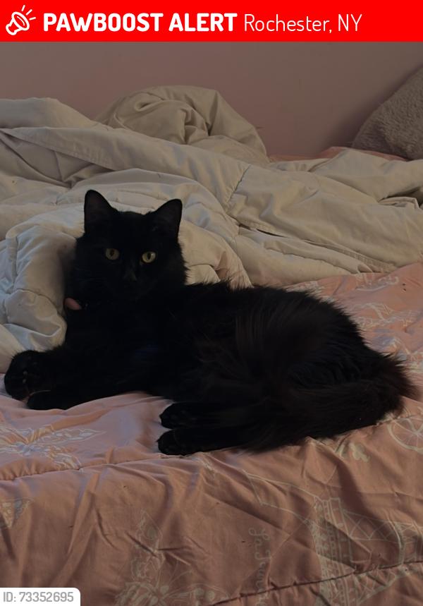 Lost Female Cat last seen Near the waterfall, Rochester, NY 14605