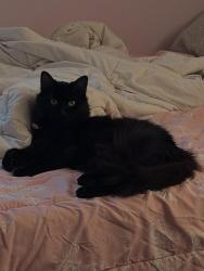 Lost Female Cat last seen Near the waterfall, Rochester, NY 14605