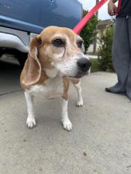 Reunited Female Dog last seen La serena way/temeku dr, Temecula, CA 92591