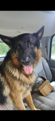 Lost Male Dog last seen Crystal Cave or Millsap Farms, Springfield, MO 65803
