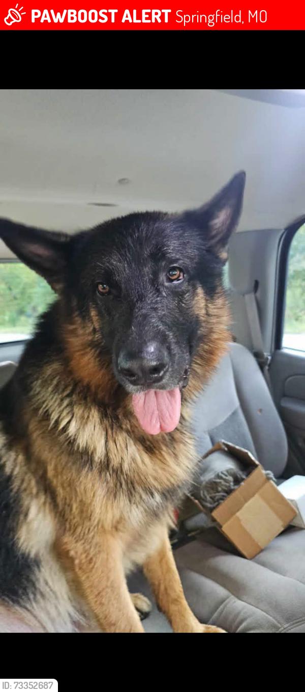 Lost Male Dog last seen Crystal Cave or Millsap Farms, Springfield, MO 65803