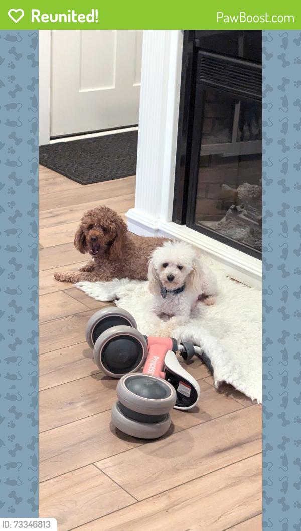 Reunited Female Dog last seen Alleghenyville road and Bowmansville Road, Mohnton, PA 19540
