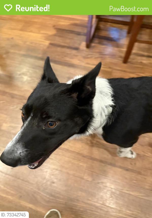 Reunited Male Dog last seen Warrensburg/Rt 37, Delaware, OH 43015