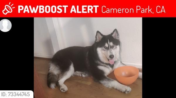 Lost Male Dog last seen Cameron park rd and green valley, Cameron Park, CA 95682