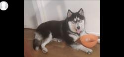 Lost Male Dog last seen Cameron park rd and green valley, Cameron Park, CA 95682