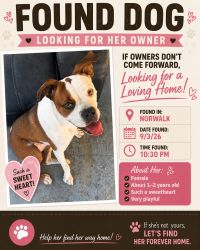 Found/Stray Female Dog last seen Norwalk, Norwalk, CA 90650