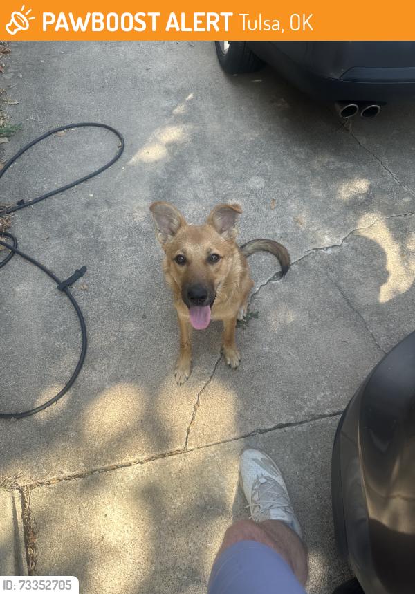 Found/Stray Female Dog last seen Route 66 and S Louisville Ave, Tulsa, OK 74112