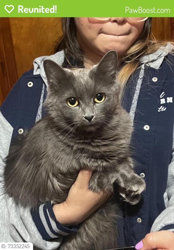 Reunited Female Cat last seen Cermak and California, Chicago, IL 60608