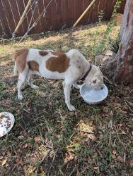 Found/Stray Unknown Dog last seen Near Horne Rd., Corpus Christi, TX 78415