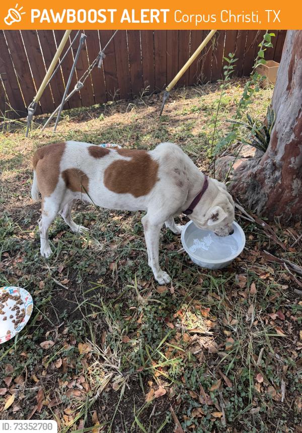 Found/Stray Unknown Dog last seen Near Horne Rd., Corpus Christi, TX 78415