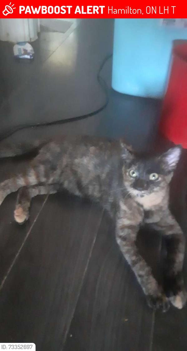Lost Female Cat last seen Kenilworth, Hamilton, ON L8H 1T7