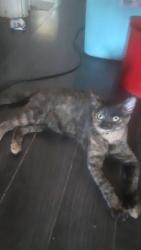 Lost Female Cat last seen Kenilworth, Hamilton, ON L8H 1T7