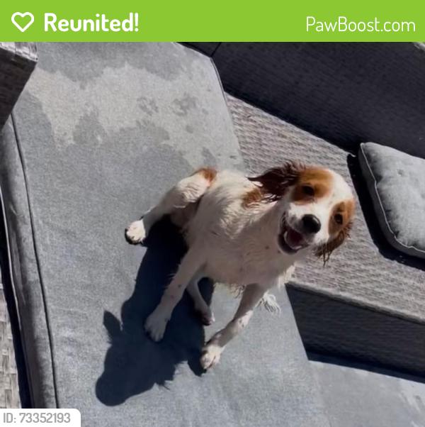 Reunited Female Dog last seen Calvin and auberry, Elk Grove, CA 95624