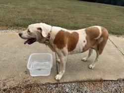 Found/Stray Female Dog last seen Newborn Road Near Hard Labor Creek State Park, Social Circle, GA 30025