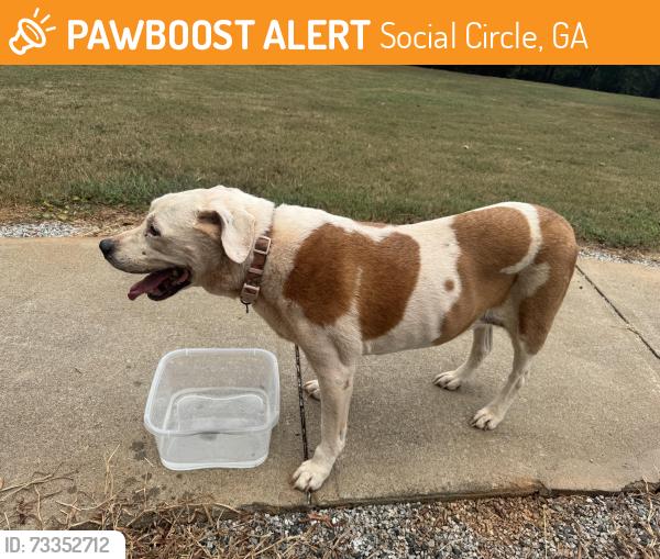 Found/Stray Female Dog last seen Newborn Road Near Hard Labor Creek State Park, Social Circle, GA 30025