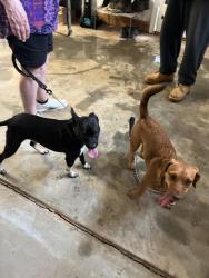 Reunited Female Dog last seen Cardinal Woods, Easley, SC 29642