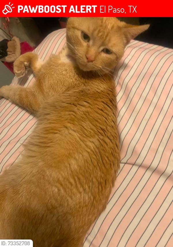 Lost Male Cat last seen Near Zaragoza drive, El Paso, TX 79907