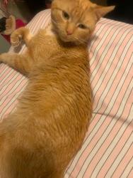 Lost Male Cat last seen Near Zaragoza drive, El Paso, TX 79907