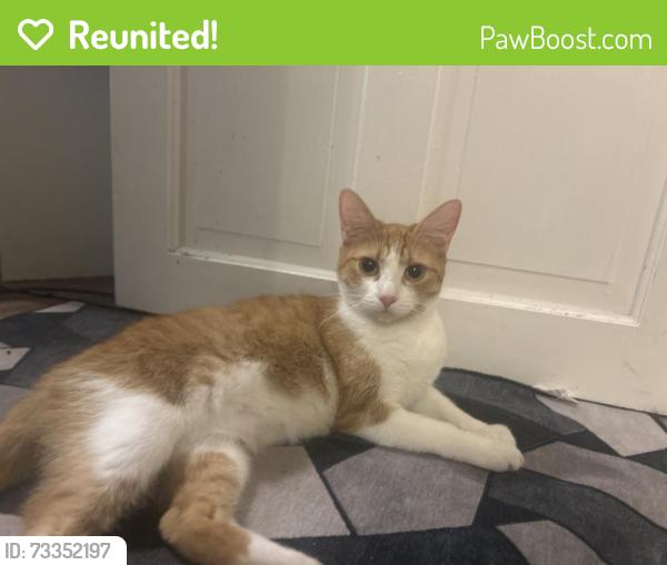 Reunited Female Cat last seen Park road - back garden, East Dene, England 