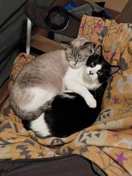 Lost Female Cat last seen Old town, Reginald Chavez elementary school mountain and lulac, Albuquerque, NM 87104