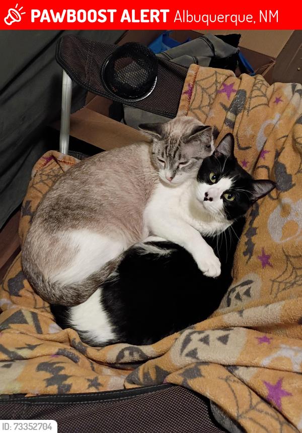 Lost Female Cat last seen Old town, Reginald Chavez elementary school mountain and lulac, Albuquerque, NM 87104