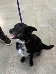 Reunited Female Dog last seen U-Stick Rd, Caldwell, ID 83687
