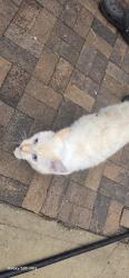 Found/Stray Unknown Cat last seen Banna park, Covina, CA 91724