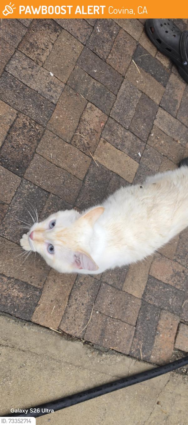Found/Stray Unknown Cat last seen Banna park, Covina, CA 91724