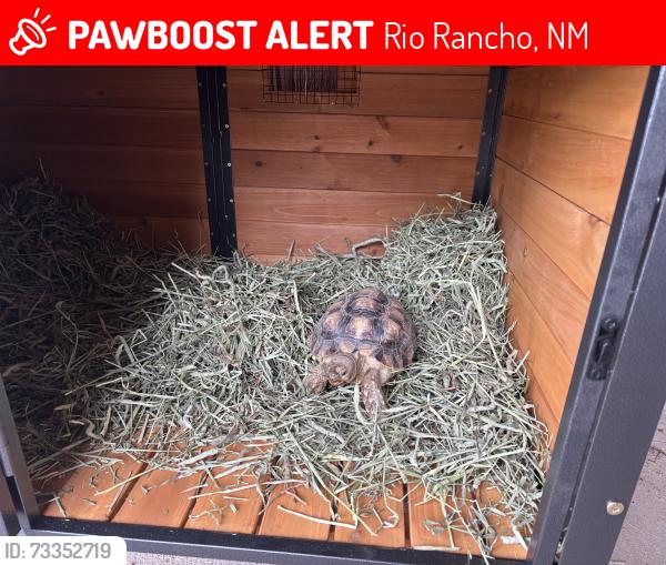 Lost Female Other last seen Saratoga amethyst, Rio Rancho, NM 87174