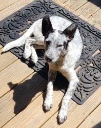 Found/Stray Male Dog last seen Big Sandy and Taylor Hollow Road, Elizabethton, TN 37643