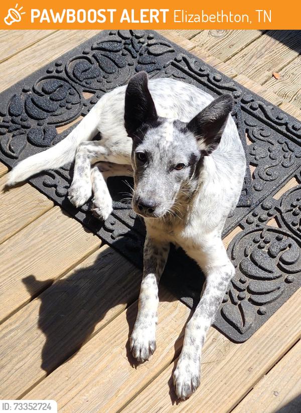 Found/Stray Male Dog last seen Big Sandy and Taylor Hollow Road, Elizabethton, TN 37643