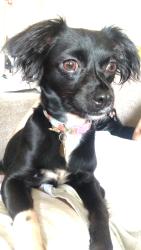 Lost Female Dog last seen 5th, Los Angeles, CA 90018