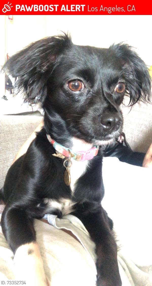 Lost Female Dog last seen 5th, Los Angeles, CA 90018