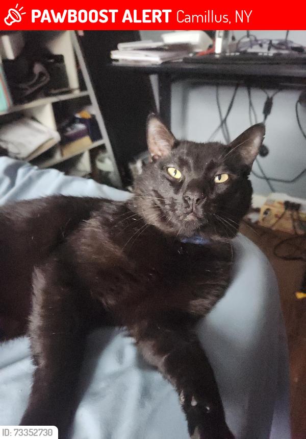 Lost Male Cat last seen Onondaga Road, Camillus, NY 13031