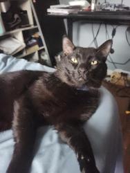 Lost Male Cat last seen Onondaga Road, Camillus, NY 13031