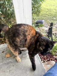 Found/Stray Unknown Cat last seen 11th street and Buena Vista Blvd, Panama City, FL 32401