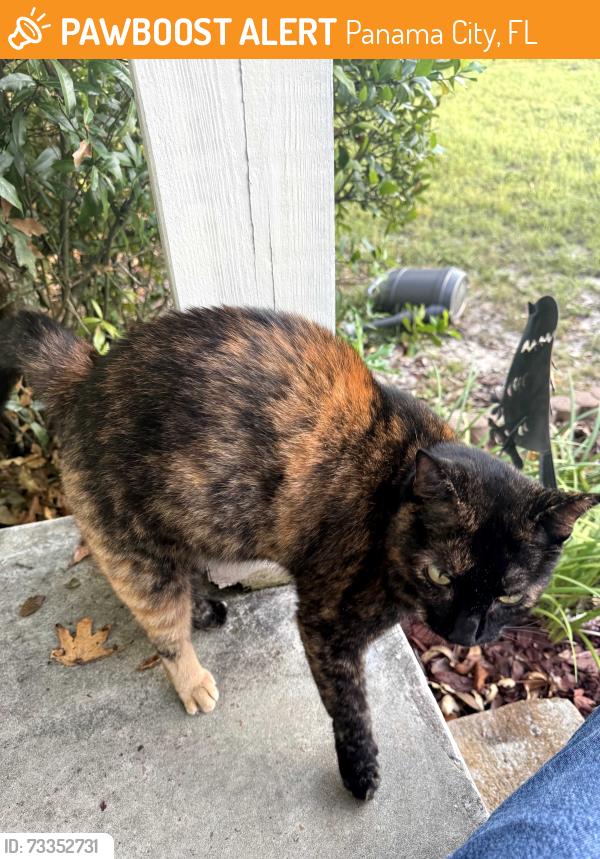 Found/Stray Unknown Cat last seen 11th street and Buena Vista Blvd, Panama City, FL 32401