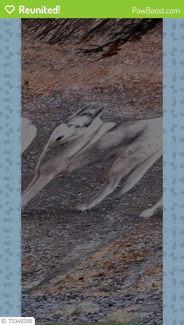 Reunited Unknown Dog last seen Metate Trail and Nashville Trail, El Dorado County, CA 95667