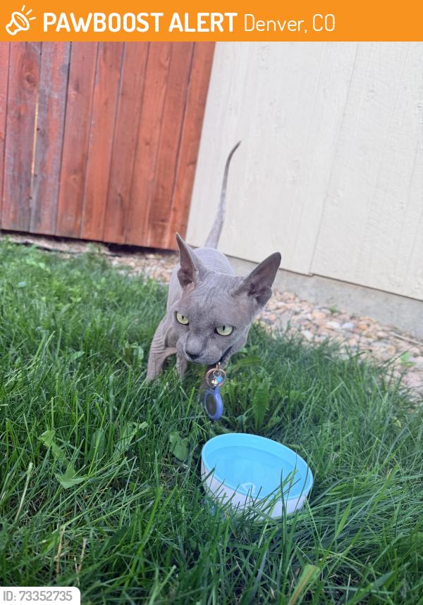 Found/Stray Unknown Cat last seen S University & E Florida, Denver, CO 80210